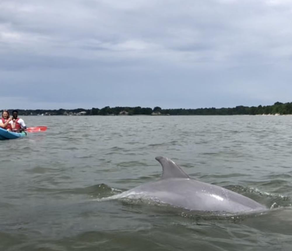 Virginia Beach Dolphin Watching