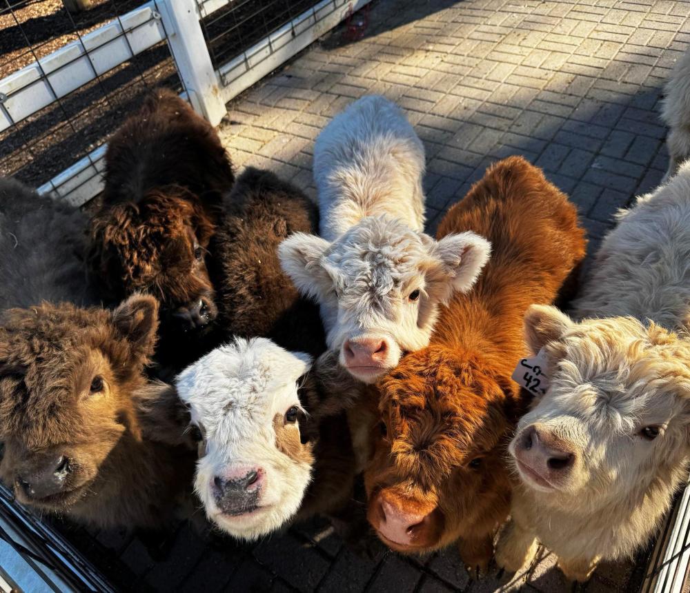 Highland Cows