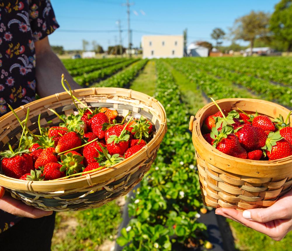 Henley Farms U-Pick Strawberries