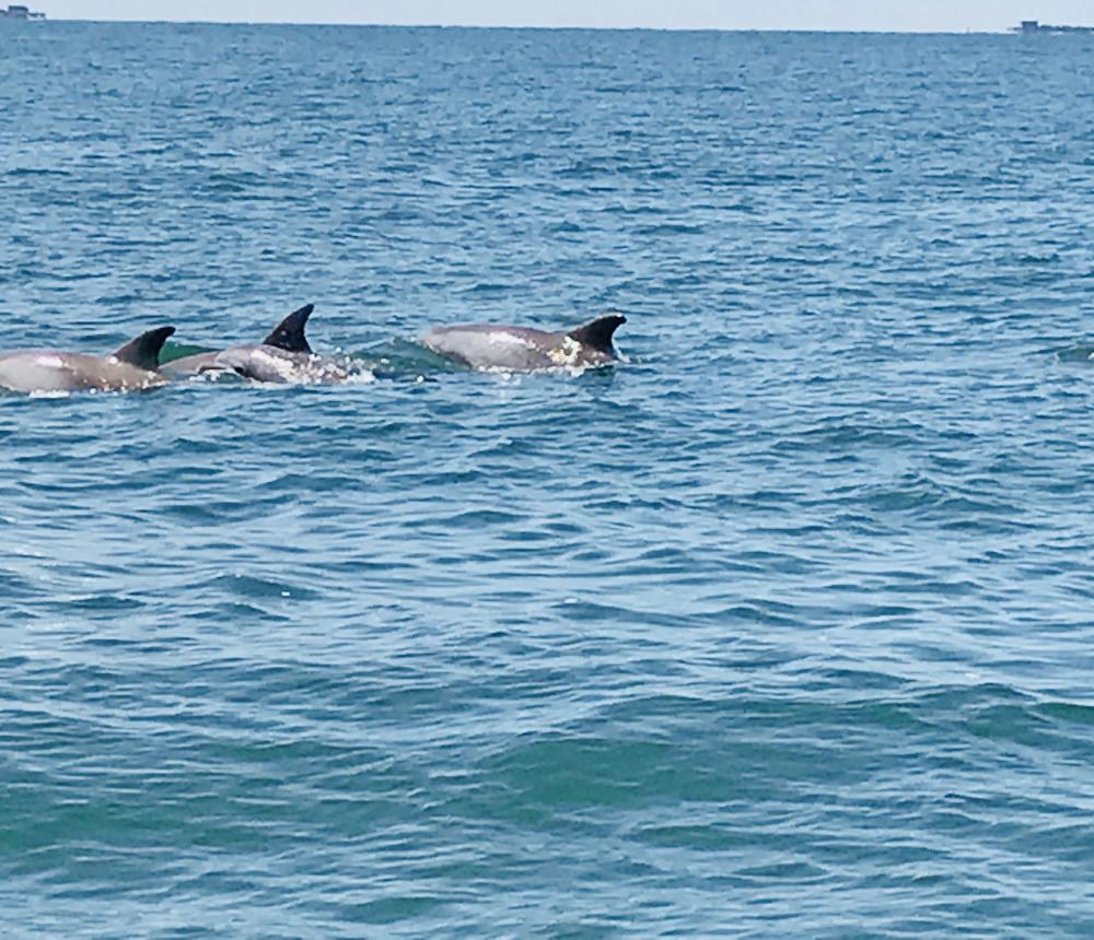 Dolphins 1