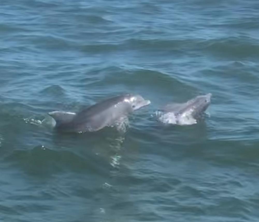Dolphins in the Bay