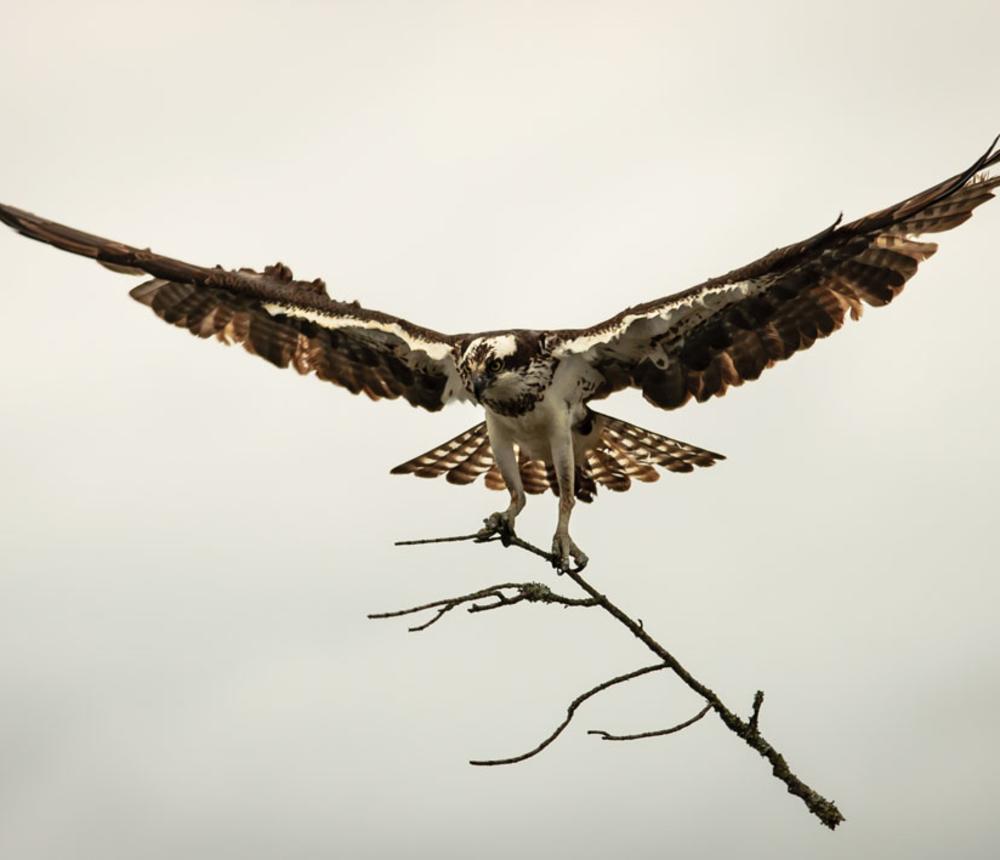 Osprey Nest Building - North Landing River