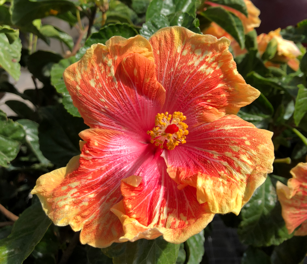 Anderson's Greenhouse