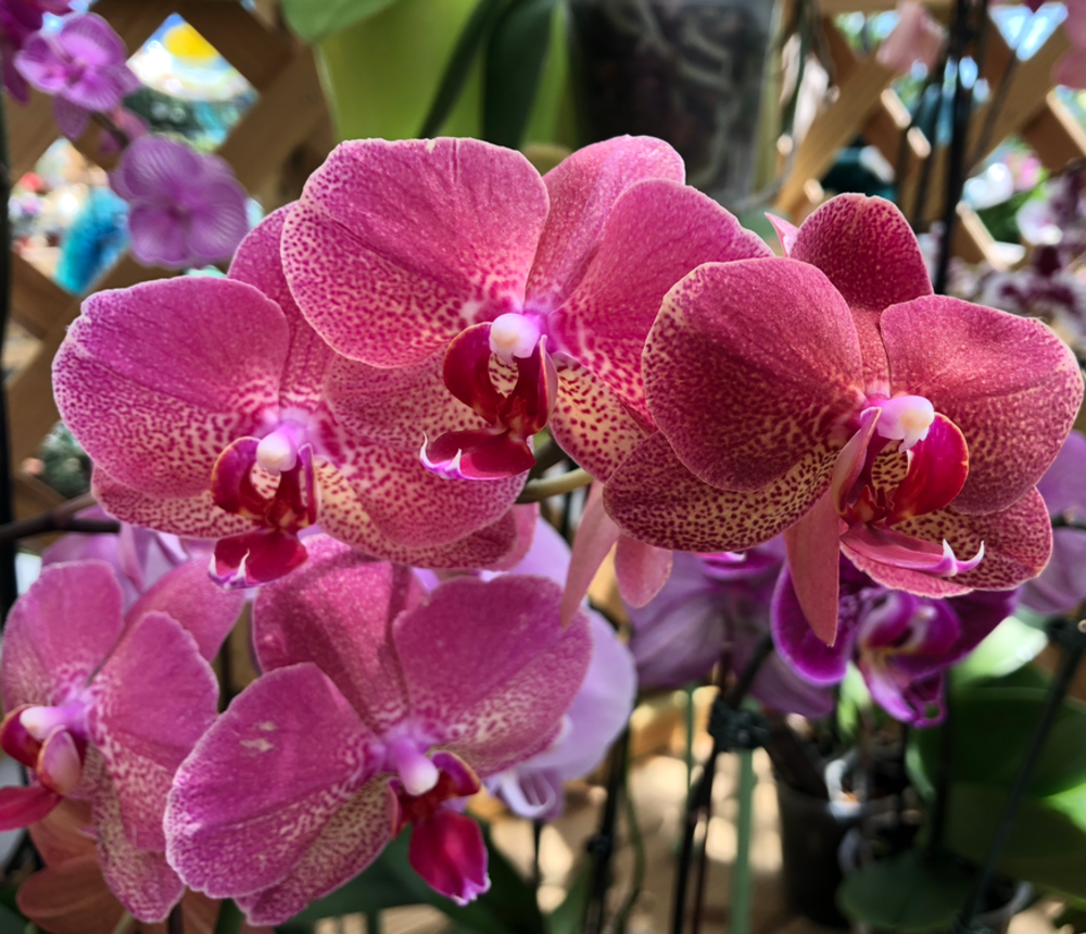 Anderson's Greenhouse