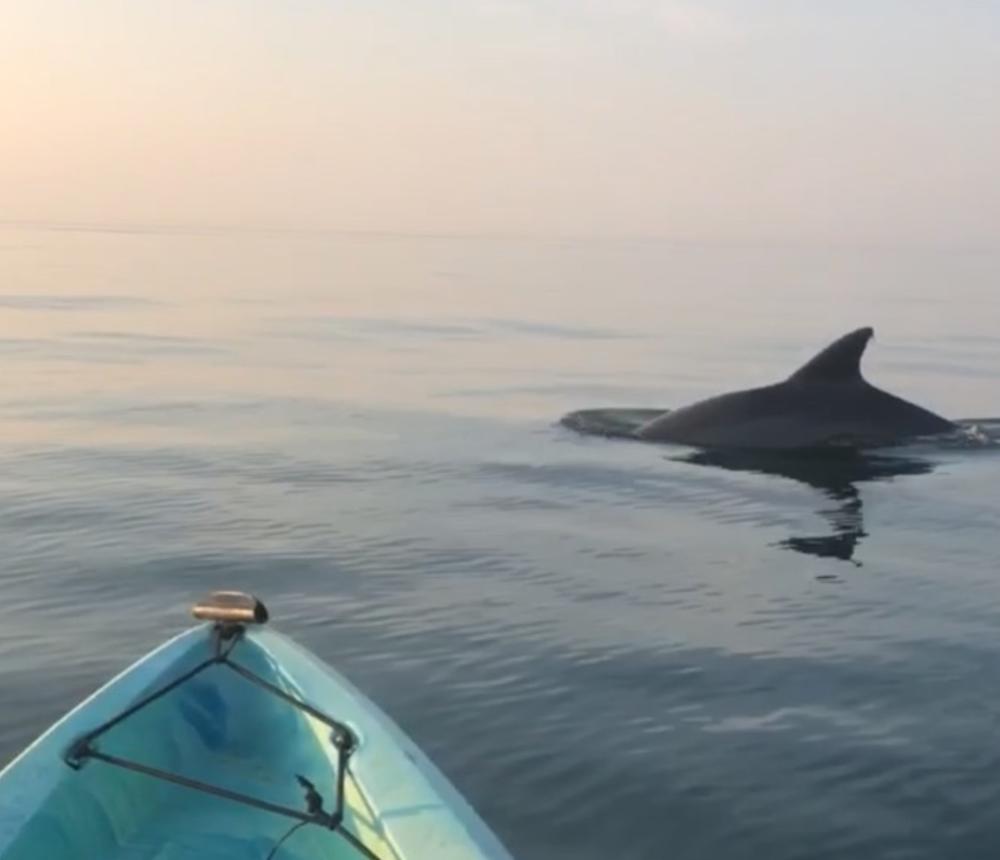 Sunset Dolphin Tour