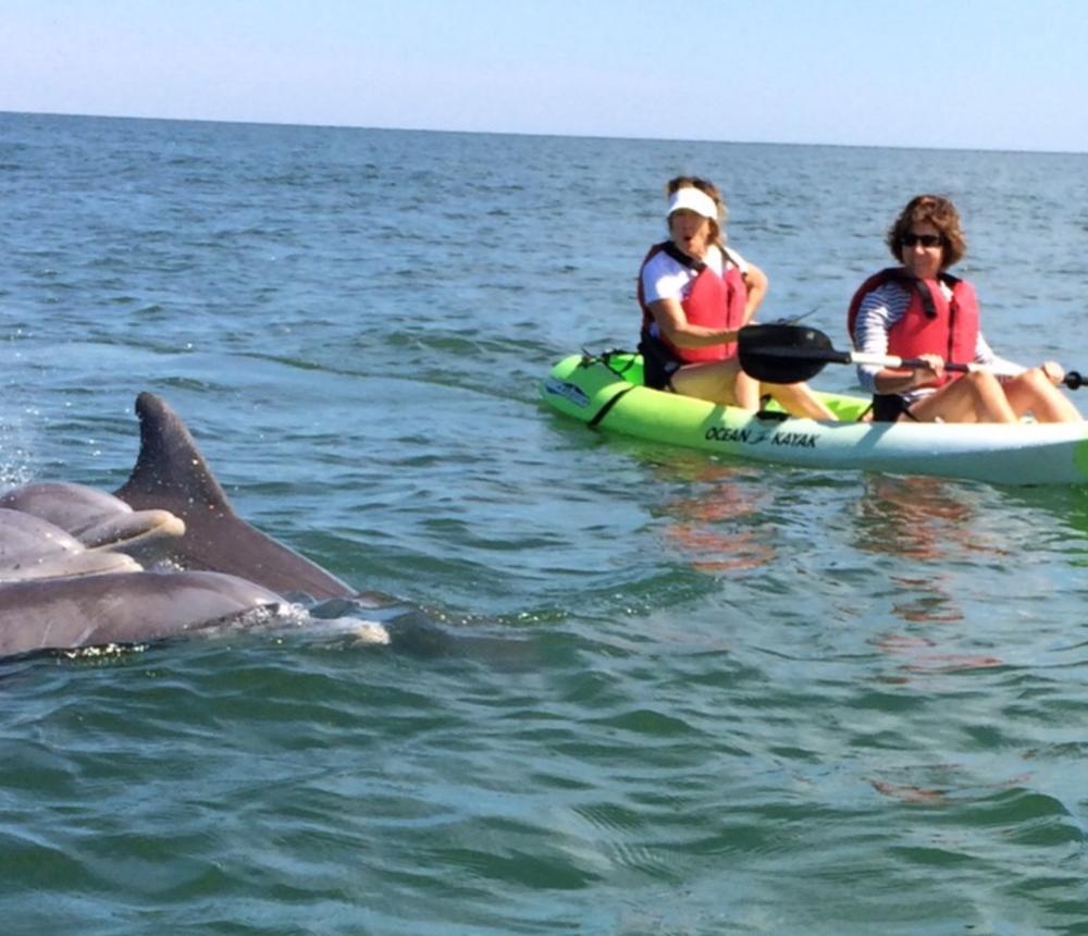 Dolphin Kayak Tour