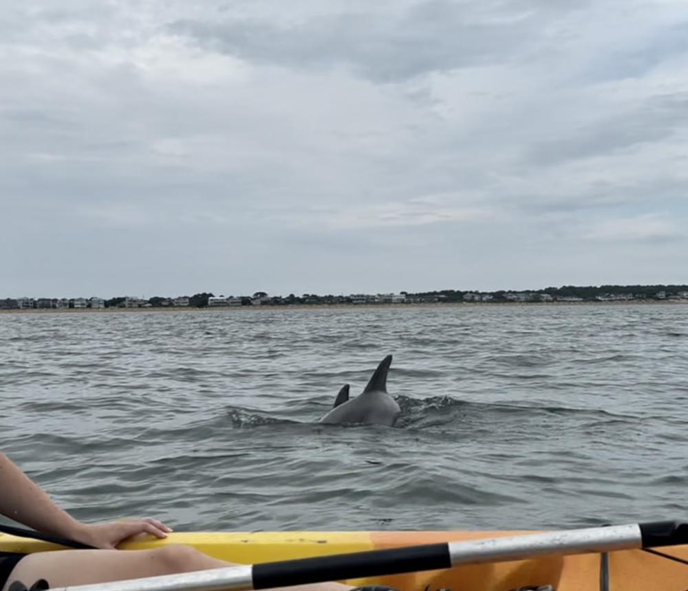 GoKayak Dolphin Watching Virginia Beach