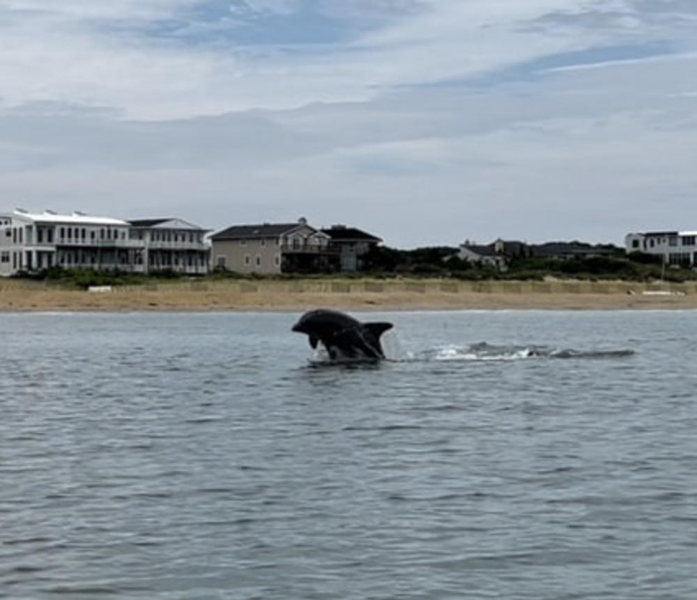 Virginia Beach Dolphin Tours