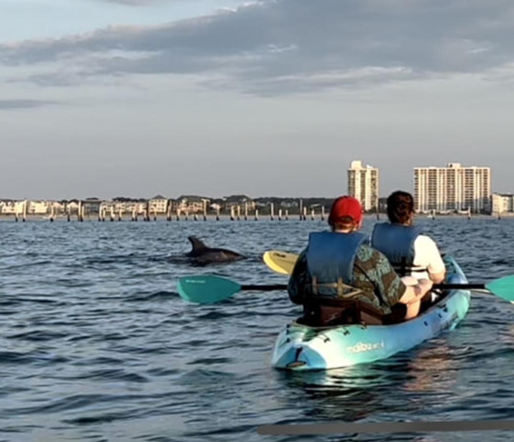 Dolphin Watching Virginia Beach