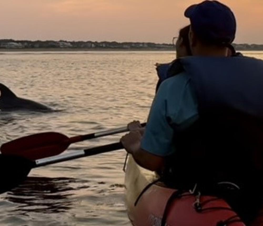 Dolphin watching dolphin tours Virginia Beach