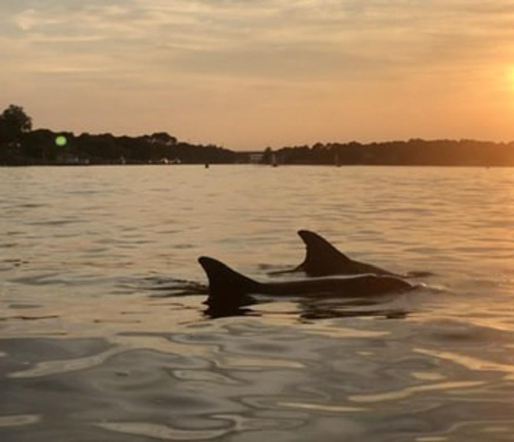 Dolphin Tours Virginia Beach