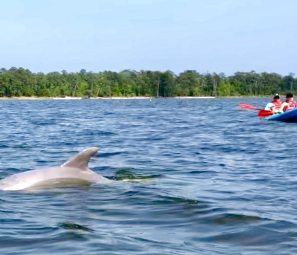Dolphin Tours in Virginia Beach
