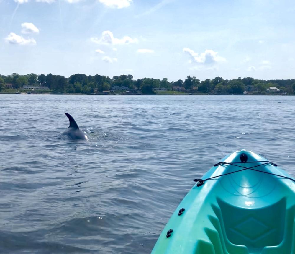 Dolphin Watching Virginia Beach
