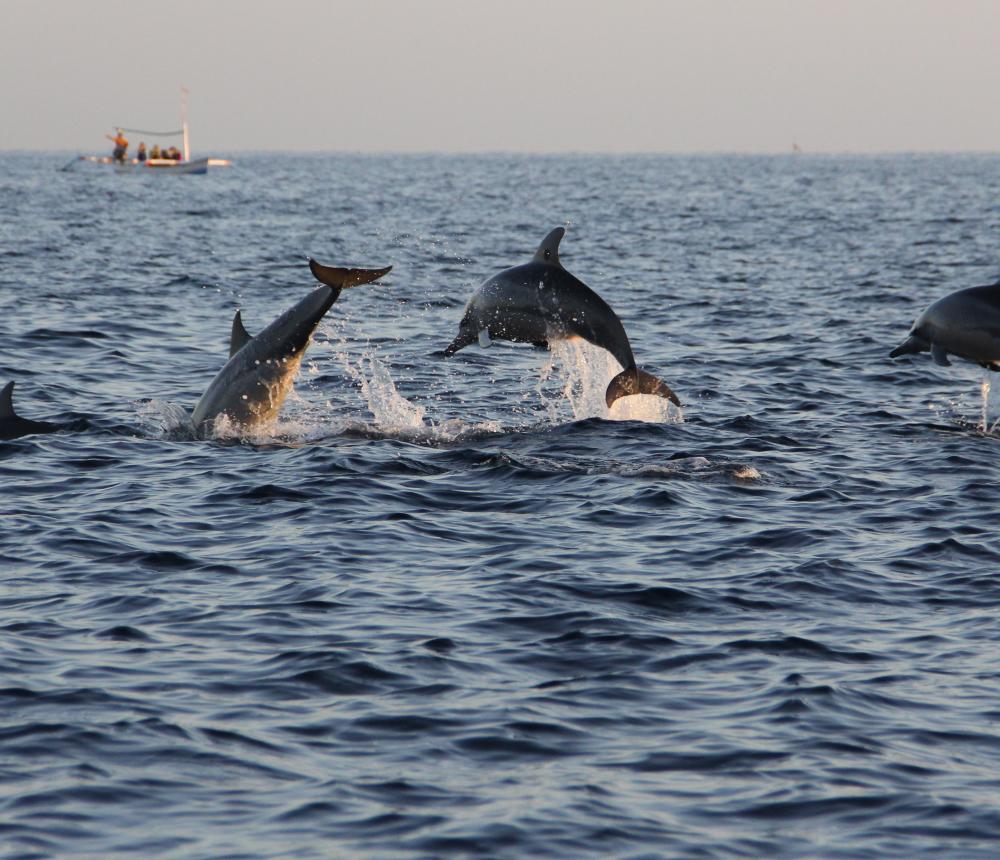 Guided kayak adventure tours