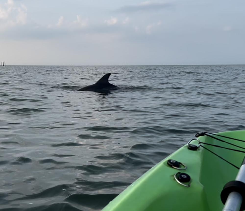 Guided kayak dolphin tours in Virginia Beach