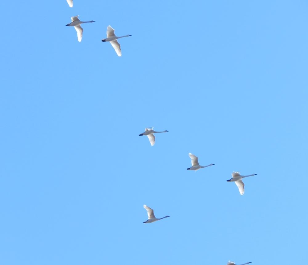 Tundra Swans Flying