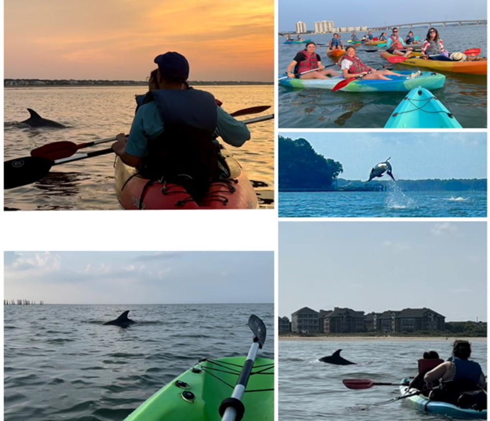 Dolphin Tours and Dolphin Watching Virginia Beach
