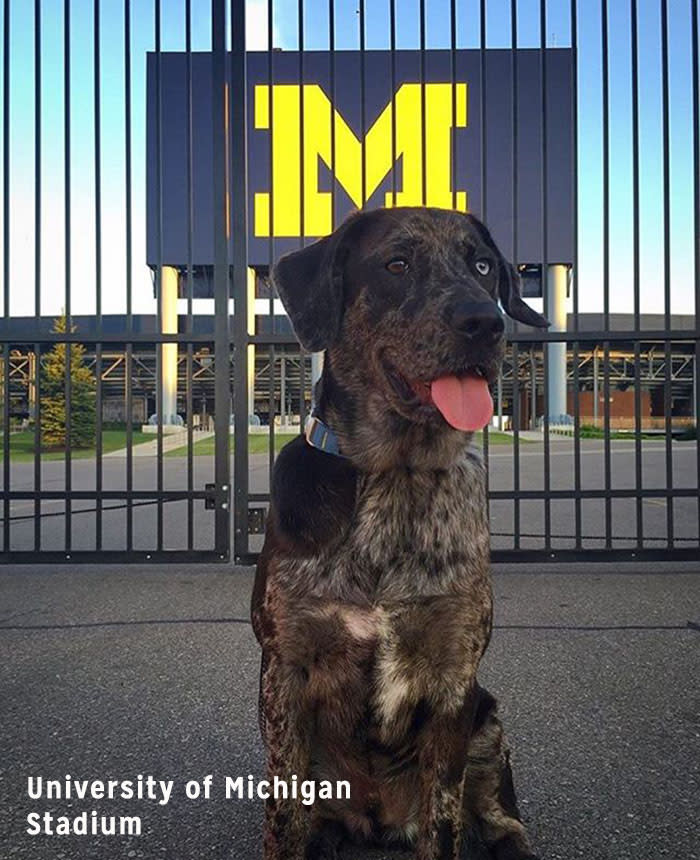 Dog at University of Michigan Stadium
