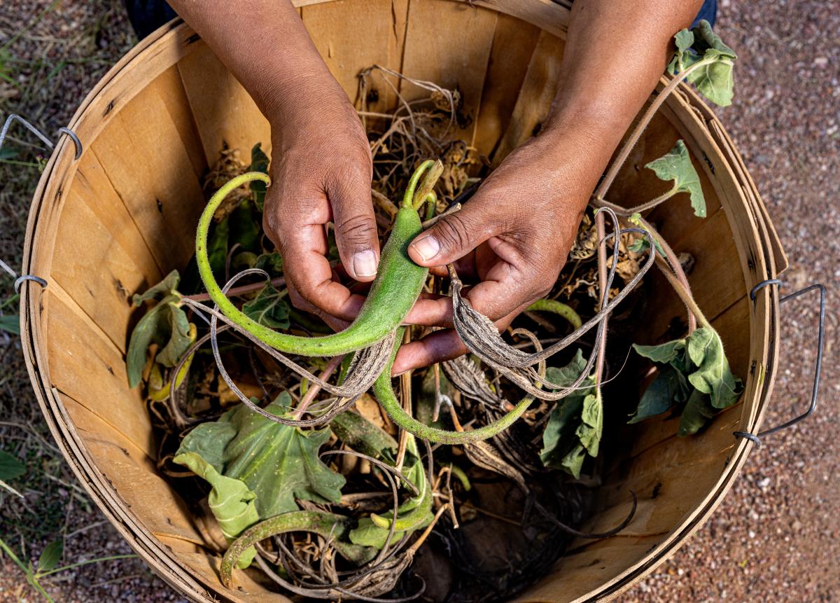 Photo of hands holding a green pepper-like hooked fruit called a Devils Claw, a Native American harvest at Mission Garden