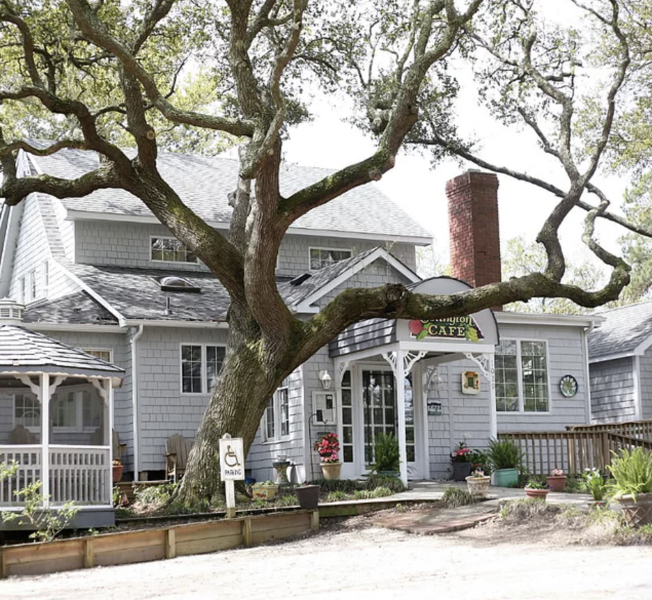 oak tree in front of the colington cafe