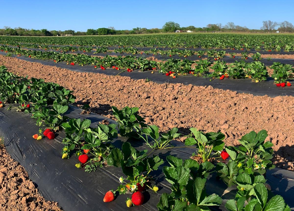 Pecan Creek Strawberry Farm