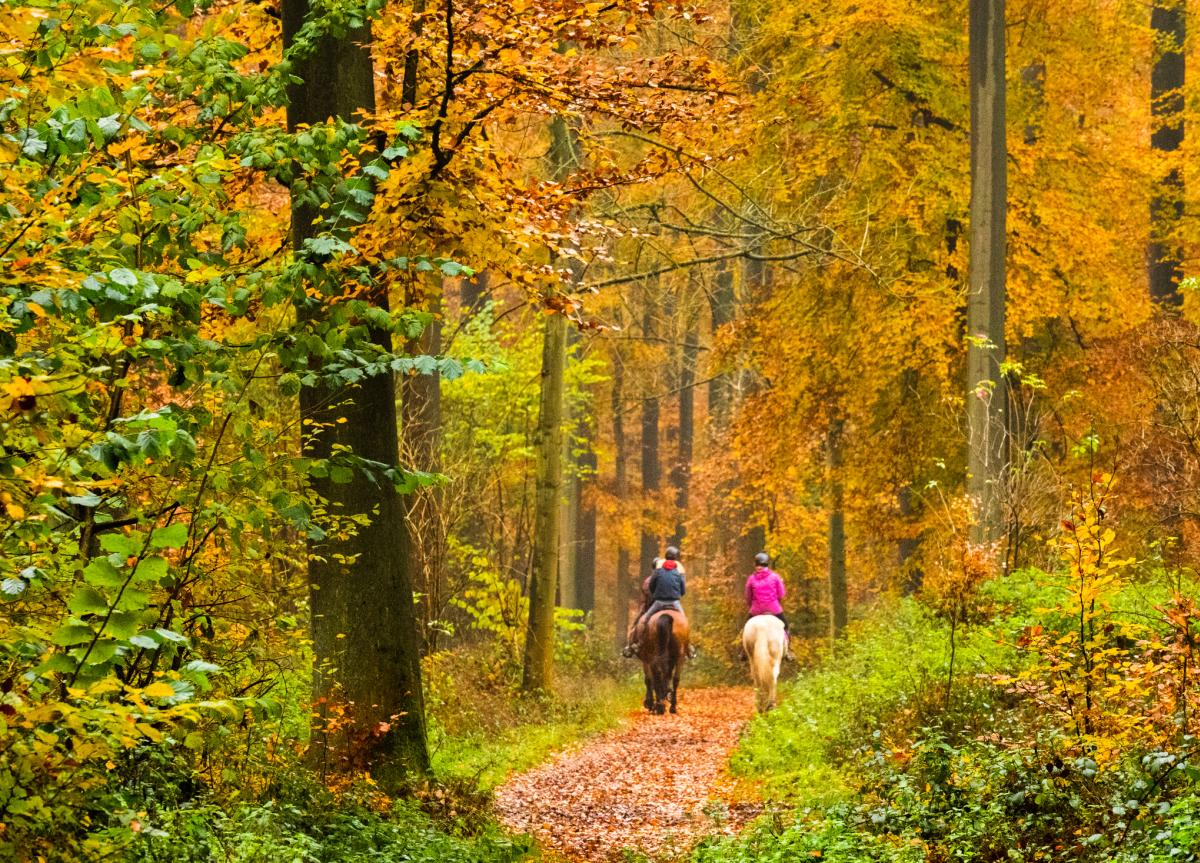 Horseback riding fall smokies
