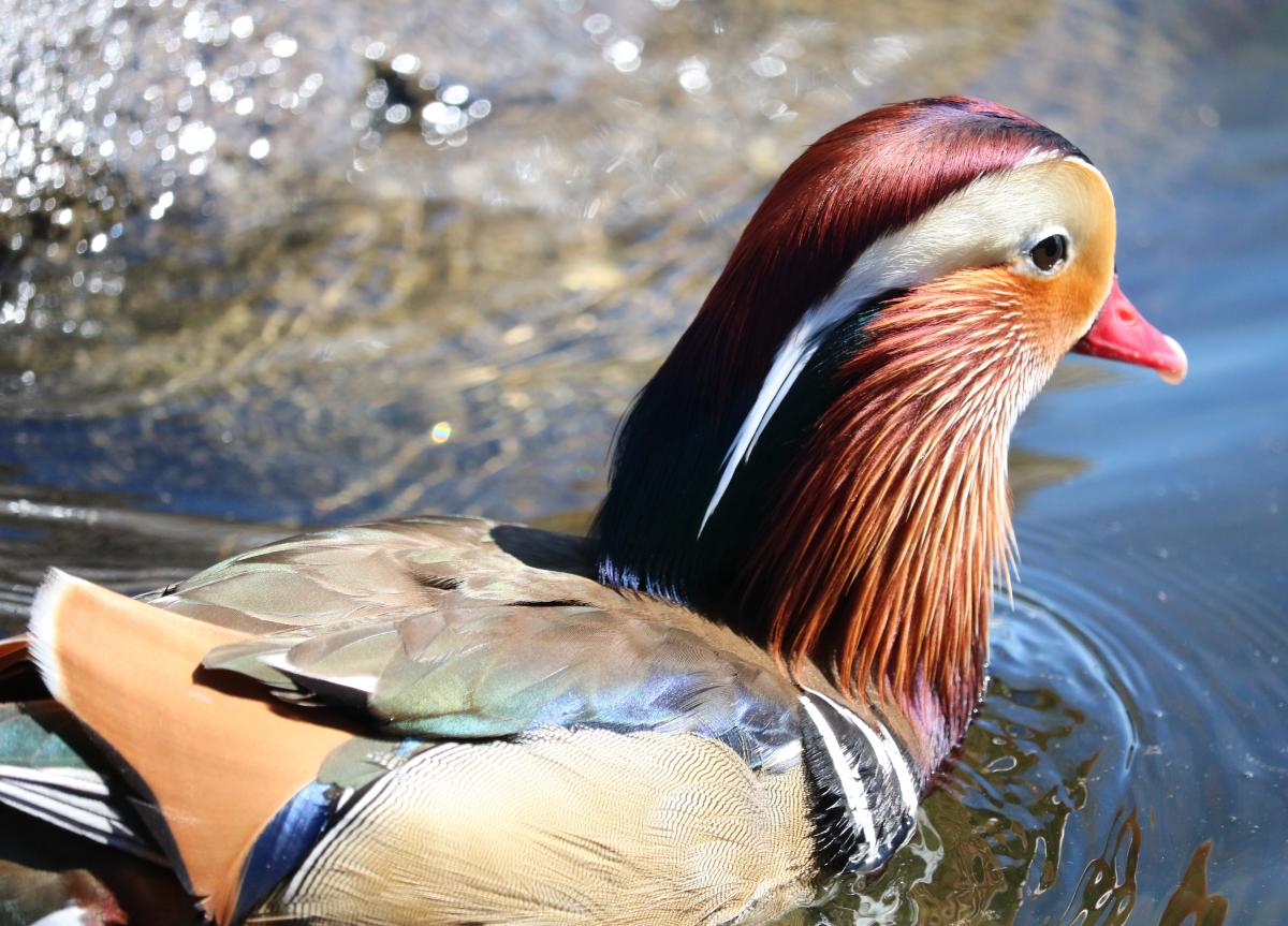 Mandarin duck head close up