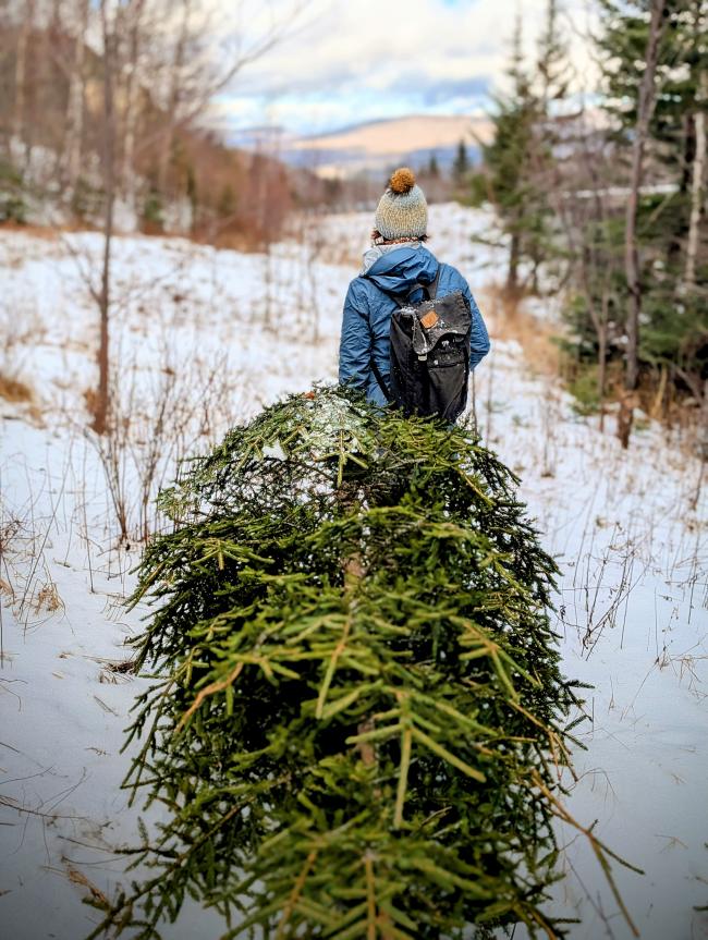 White Mountain National Forest - Cut Your Own Christmas Tree (Woman Pulling Fresh Cut Tree Through the Snow)