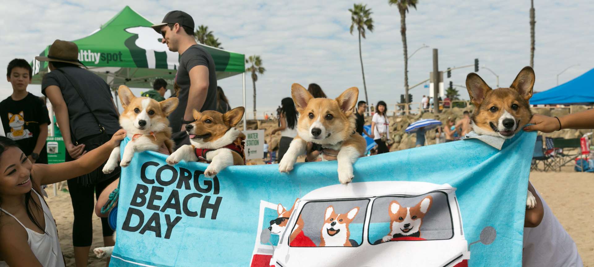 Corgi Beach Day in Huntington Beach 