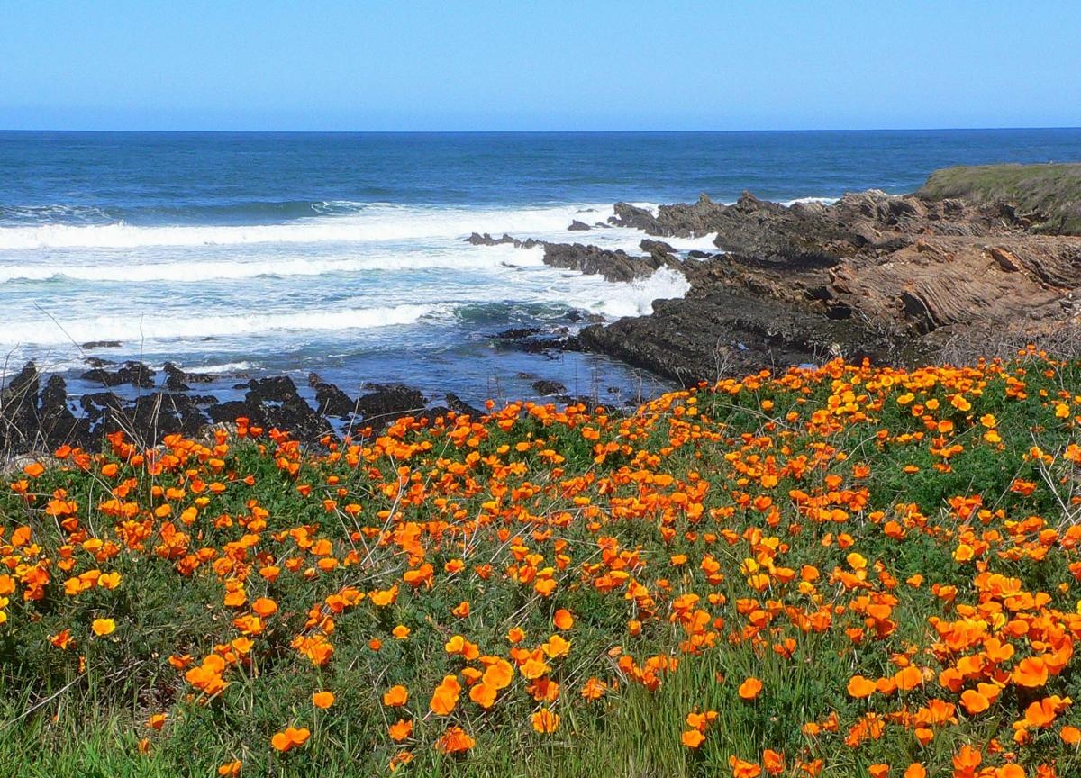Golden wildflowers at Montana de Oro State Park