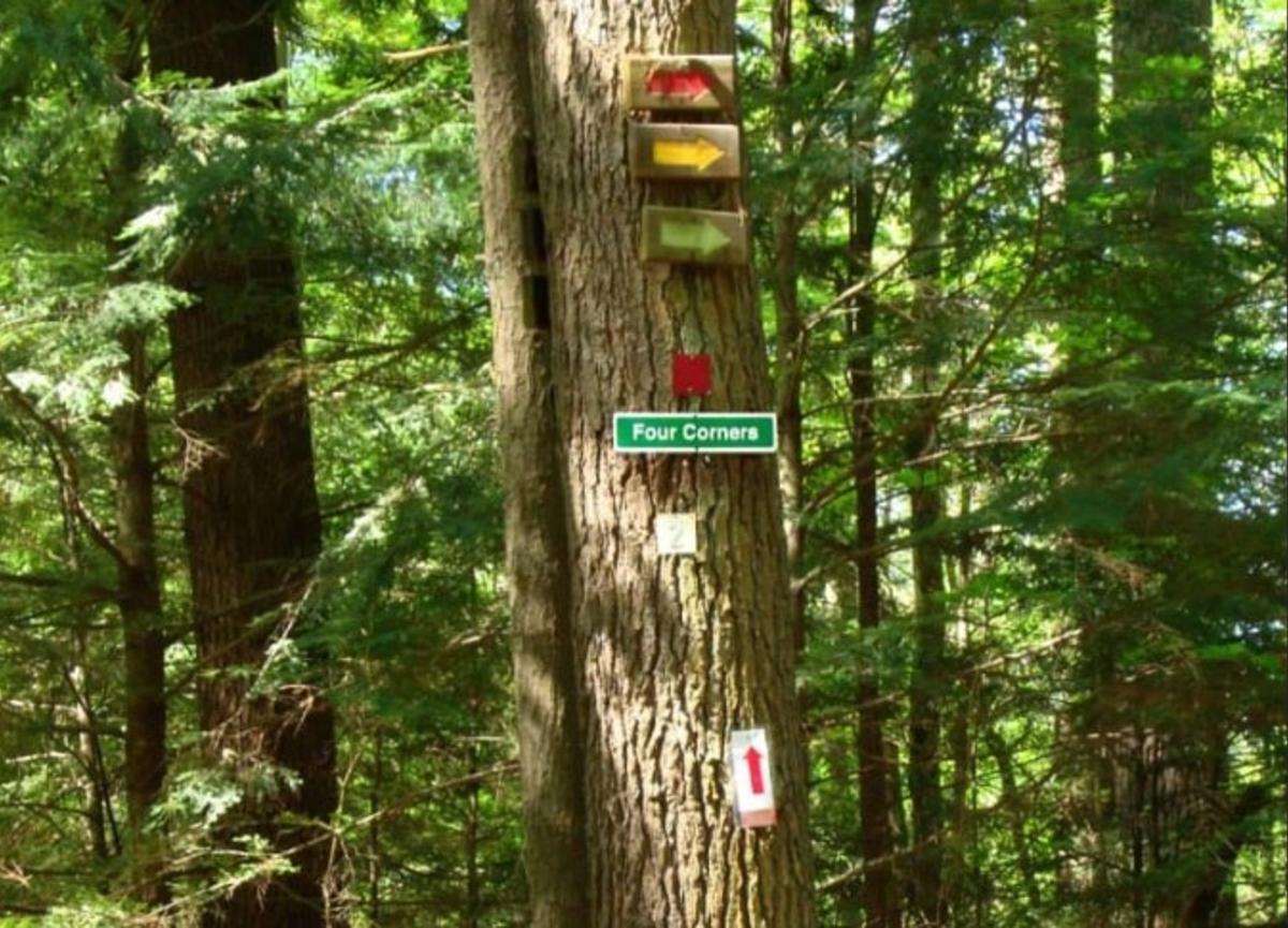 Tree with sign for Four Corners in Cole Woods