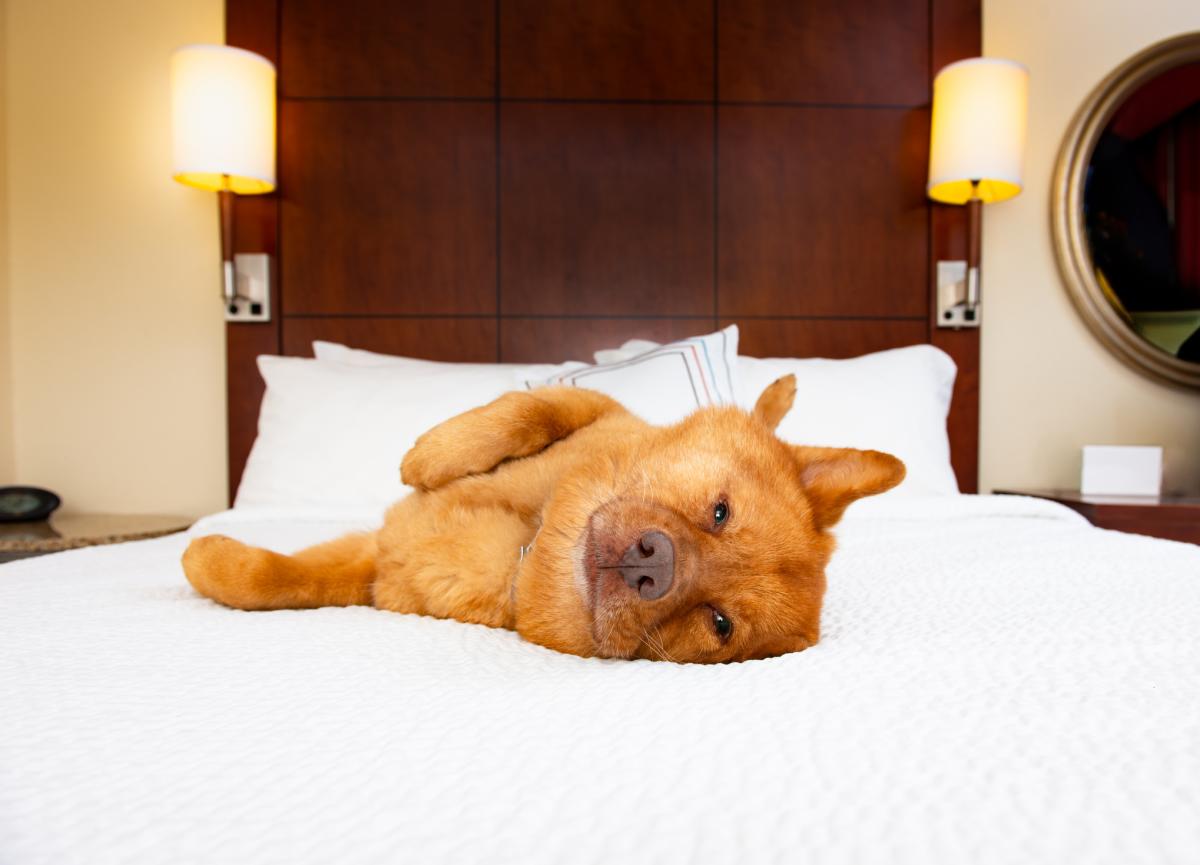 Pet-Friendly-Hotel