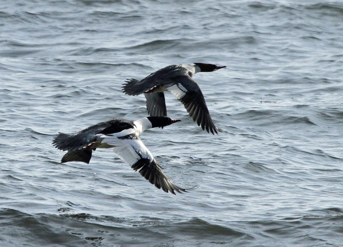 Birds flying over the lake