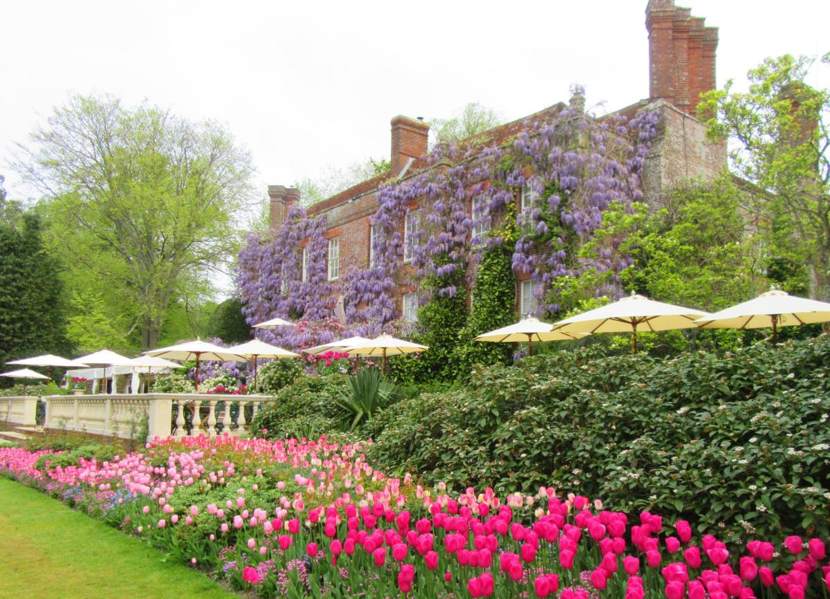 Pashley Manor wisteria with tulips in foreground