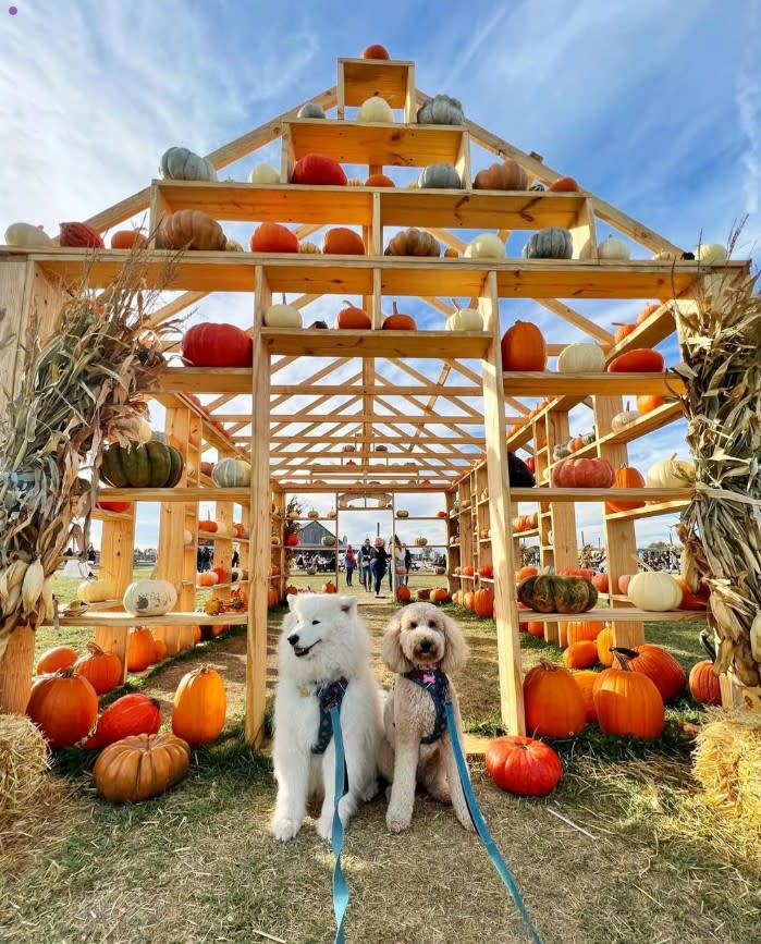 Dog Daze At Beasly