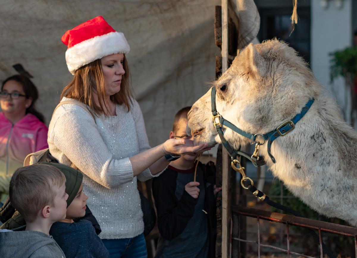 Woman in Santa hat feeds a camel.