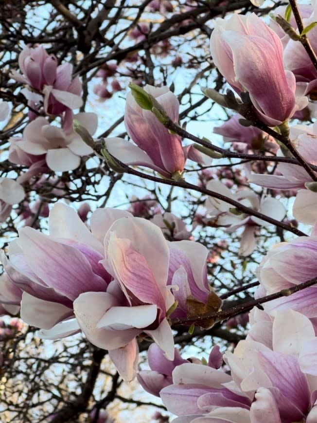 Magnolias South Park Spring