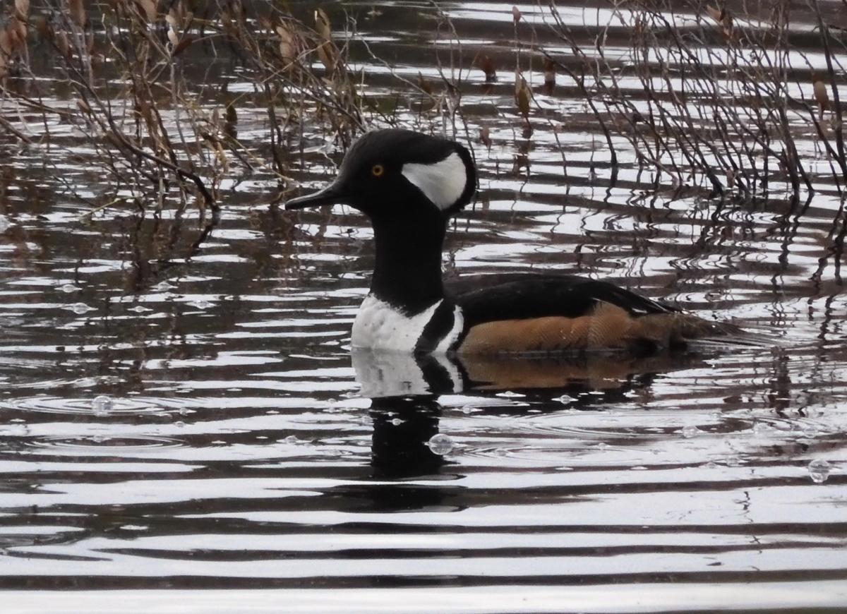 A black, white and brown striped hooded merganser ripples across water and grasses