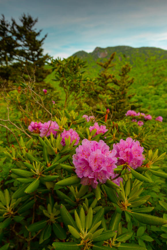 Bright pinkish purple clusters of flowers can be seen in the foreground with a lush green mountain in the background.