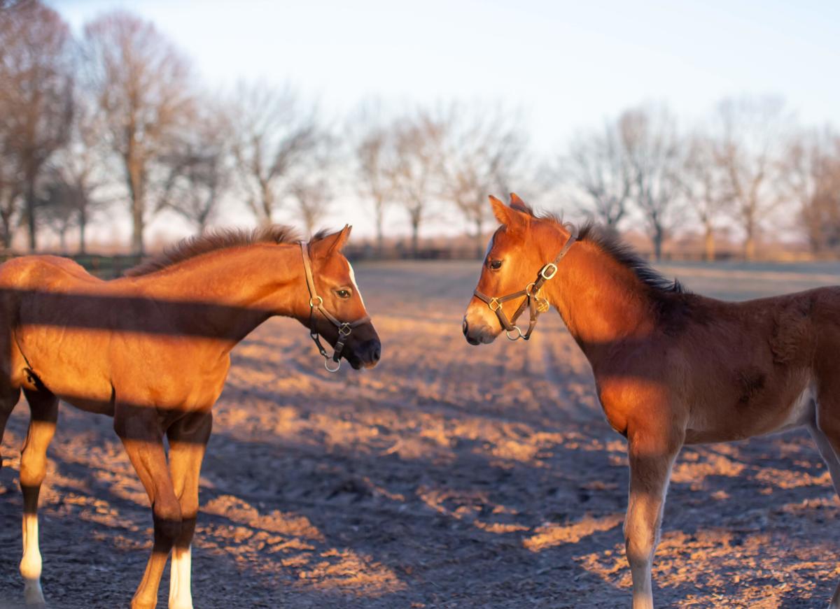 Stonestreet Farm - foals