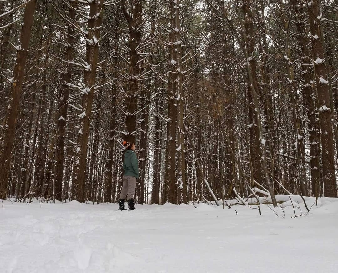Person standing in the woods snowshoeing