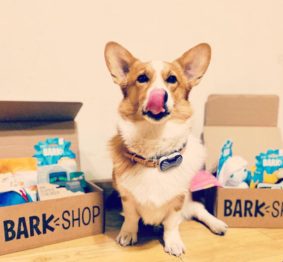 Dog posting with his BarkBox delivery