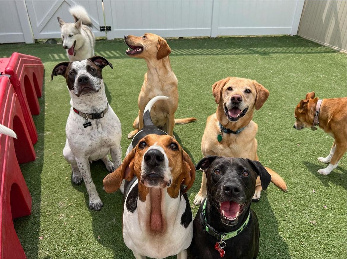 Camp Bow Wow
