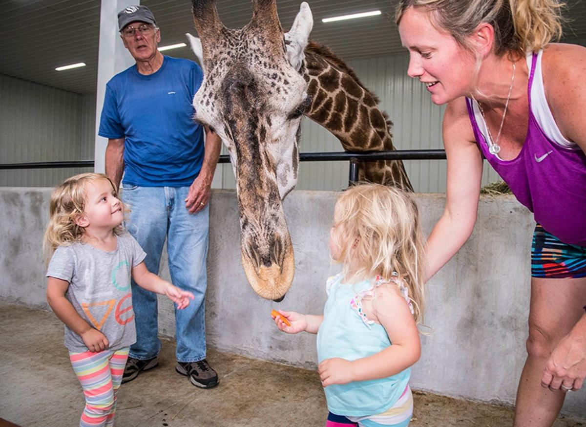 Wilstem Ranch Giraffe Encounter