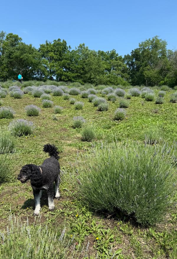 Lavender Hill Farm dog