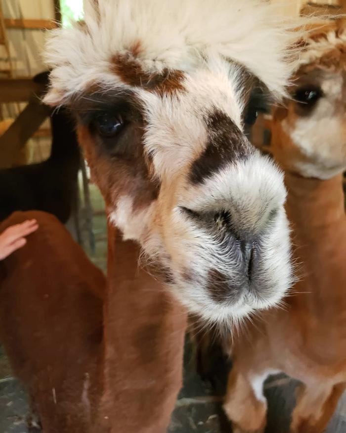 Alpacas NJ  Hidden Brook Ranch Alpaca