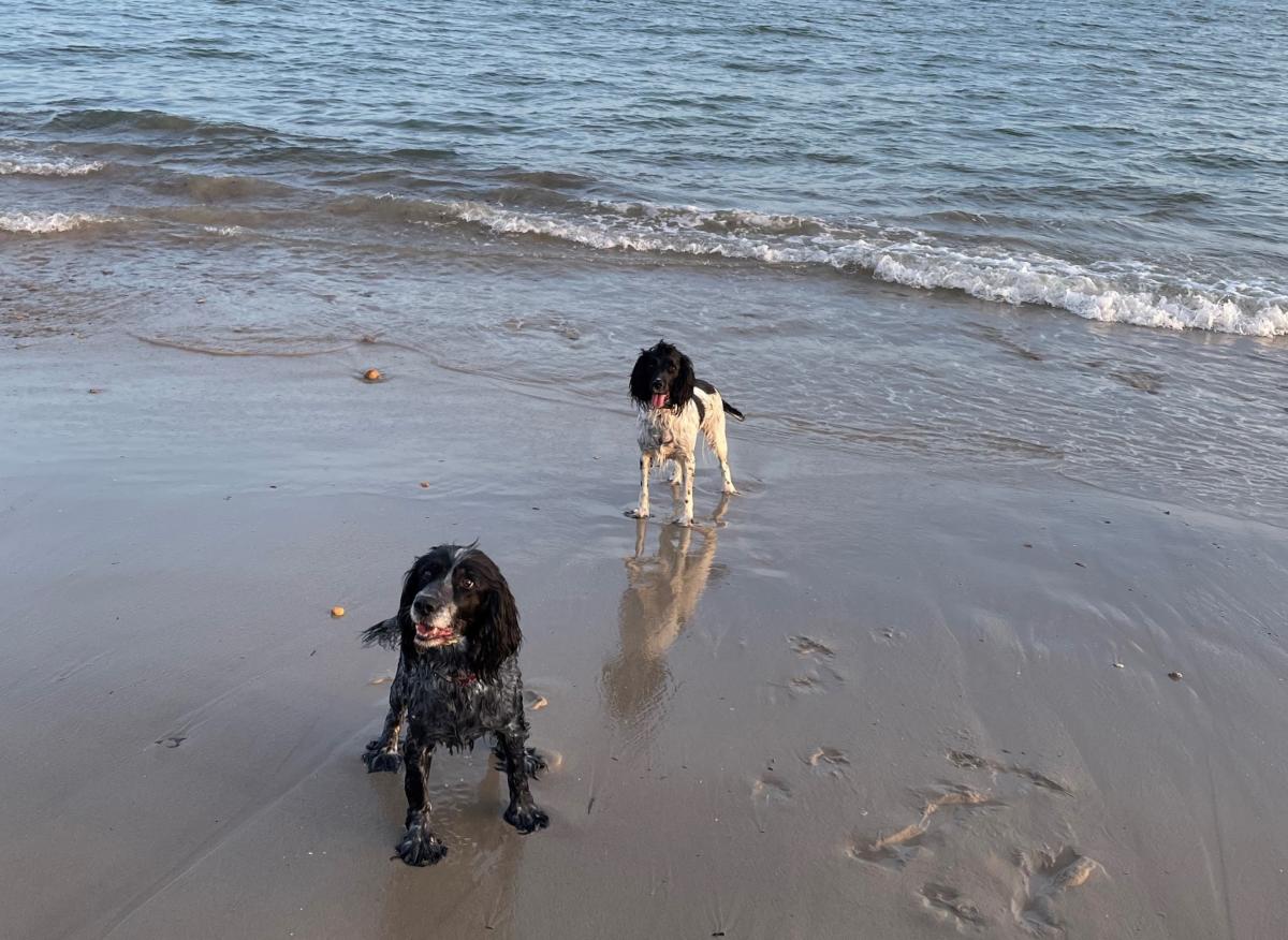 Two dogs at the beach in the New Forest