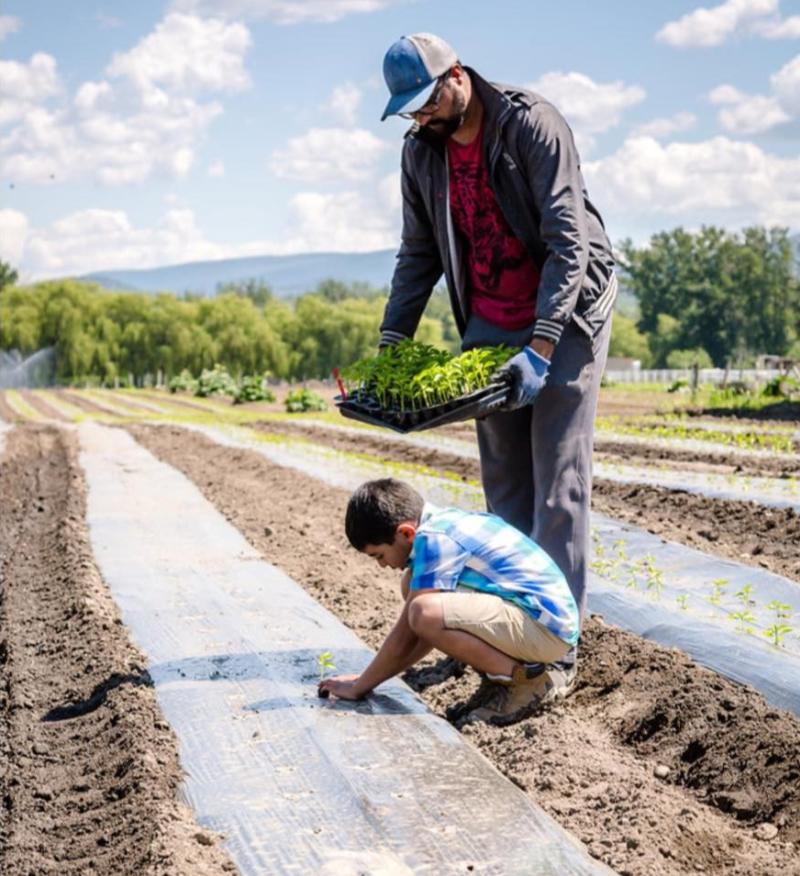 Jas and his son, Harkirat, planting in the fields