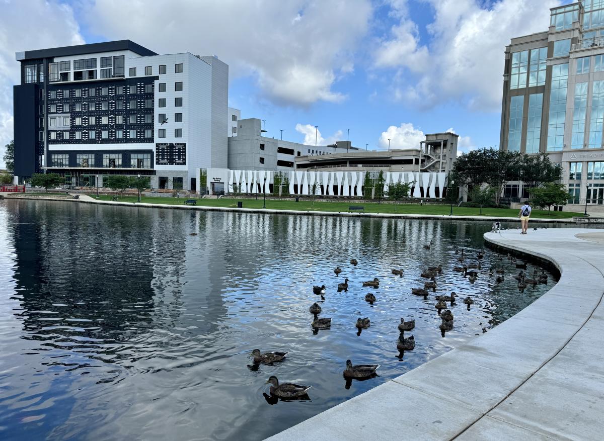 Big Spring Park's ducks