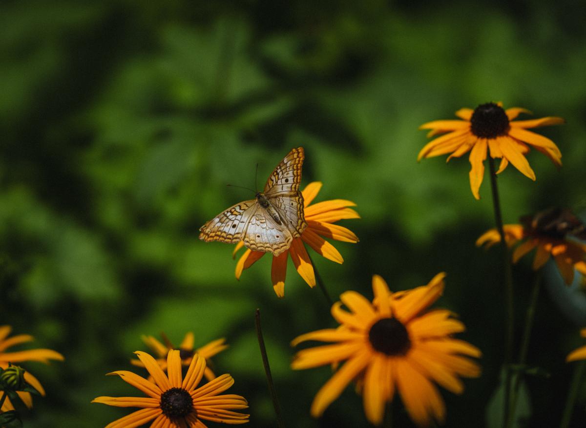 Butterfly Garden at Columbian Park Zoo